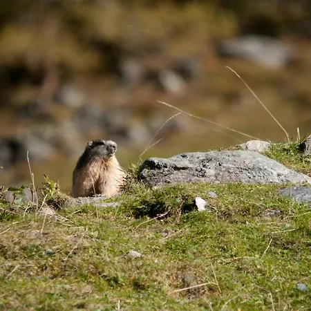 Apartment Erwin & Eleonore Huettl I *