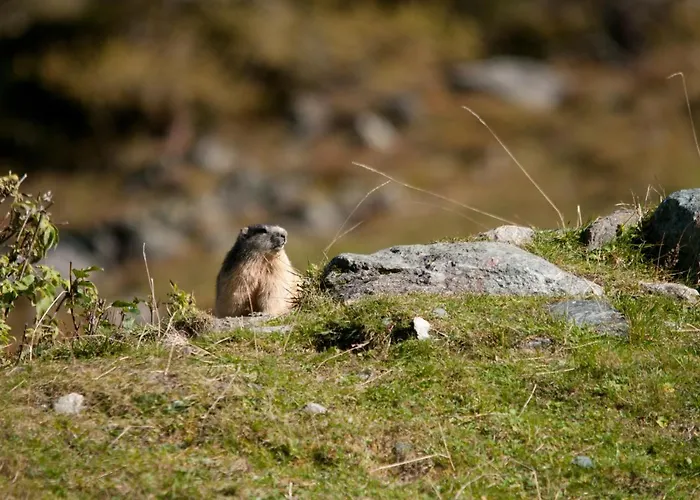 Апартаменты Erwin & Eleonore Huettl I *